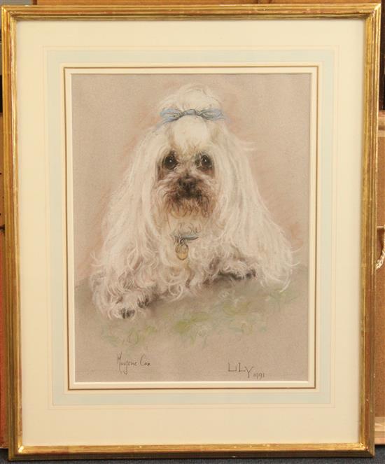 Marjorie Cox (20th C.) Portrait of a white poodle Lily, 14 x 10.5in.